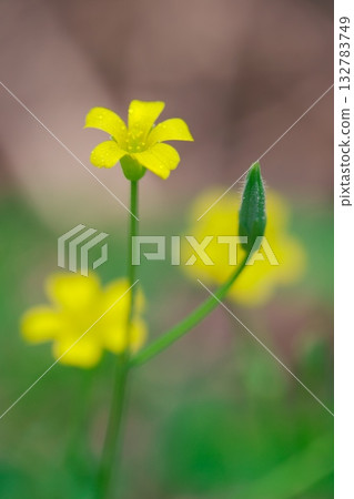 酢漿草美麗的花朵和花蕾在初夏綻放。 132783749