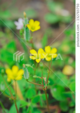 The lovely flowers of wood sorrel and their buds bloom in early summer 132783750