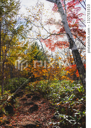 秋日的乘鞍高原MBT步道 132783810