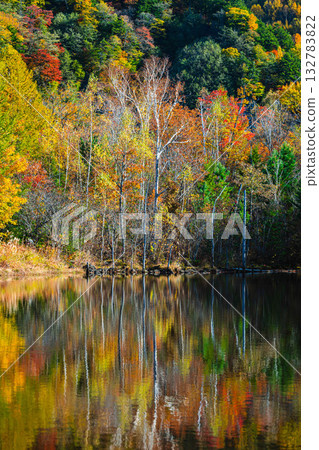 主要池塘的秋葉 主要池塘的秋葉 132783822