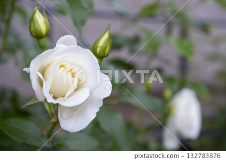 白玫瑰及其花苞的特寫，花苞上掛著水珠。 132783876