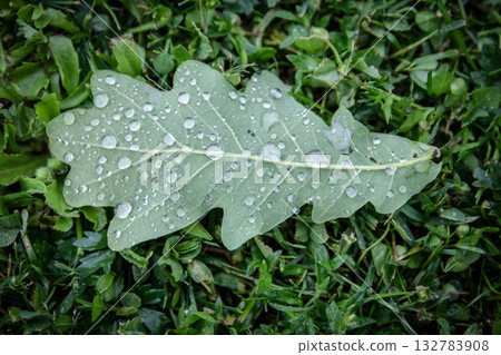 Macro photograph of a green oak leaf covered with raindrops on a grass background Macro photograph of a green oak leaf covered with raindrops on a grass background 132783908