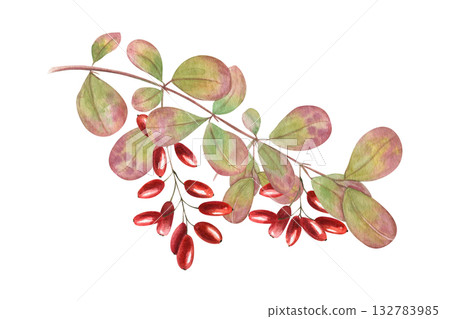 Watercolor barberry branch with bright red berries bunch and leaves on isolated background. Wintergreen wild berry twig illustration for autumn design, herbal medicine concept, healthy lifestyle decor Watercolor barberry branch with bright red berries bunch and leaves on isolated background. Wintergreen wild berry twig illustration for autumn design, herbal medicine concept, healthy lifestyle decor 132783985