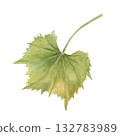 Green grape leaf watercolor illustration on isolated background. Single cissus or Actinidia leaves. Top view. Hand painted floral element for invitation design, decor. 132783989