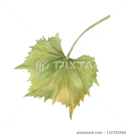 Green grape leaf watercolor illustration on isolated background. Single cissus or Actinidia leaves. Top view. Hand painted floral element for invitation design, decor. Green grape leaf watercolor illustration on isolated background. Single cissus or Actinidia leaves. Top view. Hand painted floral element for invitation design, decor. 132783989