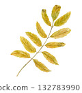 Yellow rowan tree leaves on stem watercolor illustration on isolated background. Autumn mountain ash branch. Seasonal harvest element for herbal medicine concept, frame, packaging. 132783990