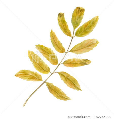 Yellow rowan tree leaves on stem watercolor illustration on isolated background. Autumn mountain ash branch. Seasonal harvest element for herbal medicine concept, frame, packaging. 132783990