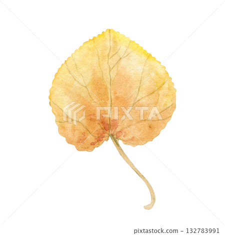 Aromatic autumn leaf of Japan Katsura tree watercolor illustration on isolated background. Cercidiphyllum japonicum in warm yellow colors. Top view. Hand painted floral element for decor. 132783991