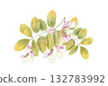 Locust tree branch with leaves and white flowers watercolor illustration on isolated background. Hand drawn acacia or robinia pseudoacacia. Floral bunch for wedding textile, greeting card design. 132783992
