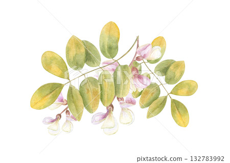 Locust tree branch with leaves and white flowers watercolor illustration on isolated background. Hand drawn acacia or robinia pseudoacacia. Floral bunch for wedding textile, greeting card design. 132783992