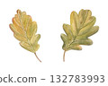 Watercolor oak leaves clip art illustration on isolated illustration. Hand painted autumn leaf set. Decorative floral elements for seasonal botanical design, invitations, greeting cards. 132783993