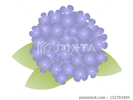 The refreshing colors of early summer, the flower of the rainy season, and the adorable purple hydrangea The refreshing colors of early summer, the flower of the rainy season, and the adorable purple hydrangea 132783995