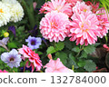 亮粉色大麗花 132784000