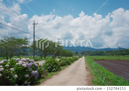 Flower Road to Sakakibara Onsen, where hydrangeas bloom, in Hisai Isshikicho, Tsu City, Mie Prefecture 132784151