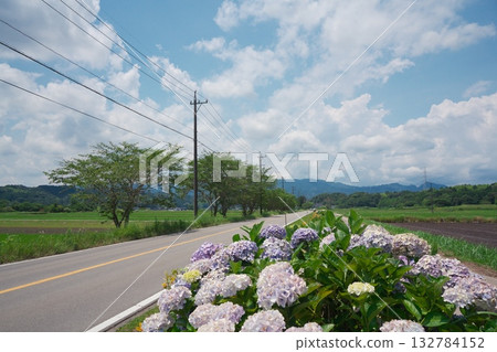 三重縣津市久居一色町，通往紫陽花盛開的榊原溫泉的花路 132784152