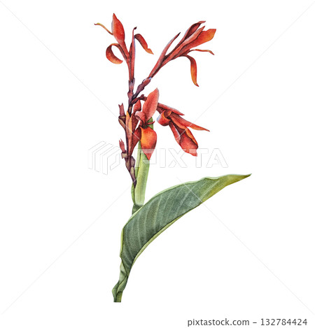 Watercolor illustration of a red canna flower with a single large green leaf in botanical style. for packaging design tropical cosmetics textile patterns eco branding herbal products and decor. 132784424