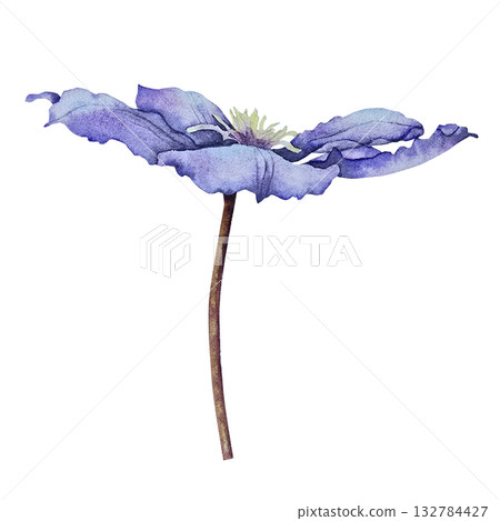 Purple clematis flower with delicate petals, painted in watercolor style with botanical precision. Illustration for packaging, wedding design, fabric prints, invitations, and seasonal decor. 132784427