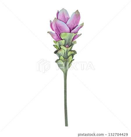 Watercolor illustration of a single pink and green turmeric flower on a long stem drawn in realistic botanical style. for cosmetics herbal products packaging textile prints spa and wellness branding. Watercolor illustration of a single pink and green turmeric flower on a long stem drawn in realistic botanical style. for cosmetics herbal products packaging textile prints spa and wellness branding. 132784429