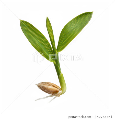 Barley Seed Germination with Root and Leaf Development Barley Seed Germination with Root and Leaf Development 132784461