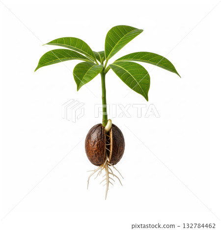 Sorghum Seed Germination with Root and Leaf Development 132784462