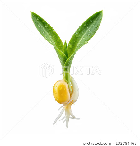 Corn Seed Germination with Root and Leaf Development Corn Seed Germination with Root and Leaf Development 132784463