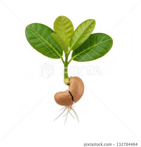 Cashew Seed Germination with Root and Leaf Development Cashew Seed Germination with Root and Leaf Development 132784464