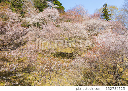 Spring in Nara: Japan's best cherry blossom viewing spot, Yoshinoyama Nakasenbon 132784525