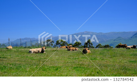 A herd of light brown cows, possibly the Asturiana de los Valles breed, rests peacefully in a lush green pasture in Asturias, Spain. 132784542