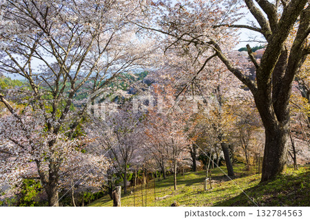 奈良之春:日本最佳賞櫻勝地-吉之山中千本 奈良之春:日本最佳賞櫻勝地-吉之山中千本 132784563