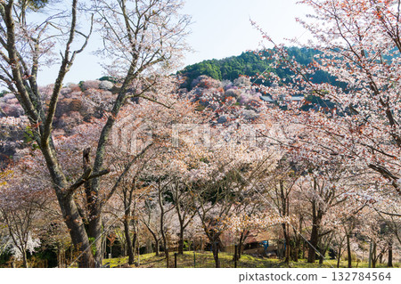 奈良之春:日本最佳賞櫻勝地-吉之山中千本 奈良之春:日本最佳賞櫻勝地-吉之山中千本 132784564