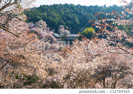 奈良之春:日本最佳賞櫻勝地-吉之山中千本 奈良之春:日本最佳賞櫻勝地-吉之山中千本 132784565