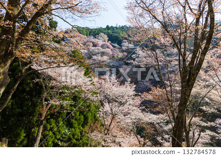 奈良之春：日本最佳賞櫻勝地－吉之山中千本 132784578