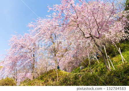 奈良之春：日本最佳賞櫻勝地－吉之山中千本如意寺 132784583