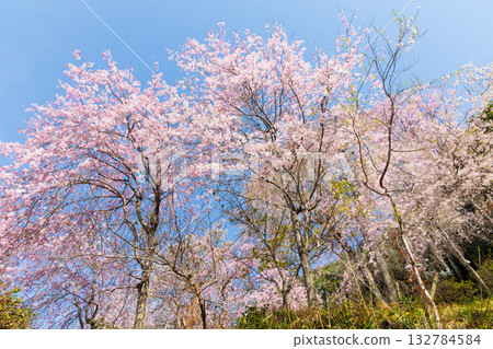 Spring in Nara: Japan's best cherry blossom viewing spot, Yoshinoyama Nakasen Senbon Nyoirinji Temple 132784584