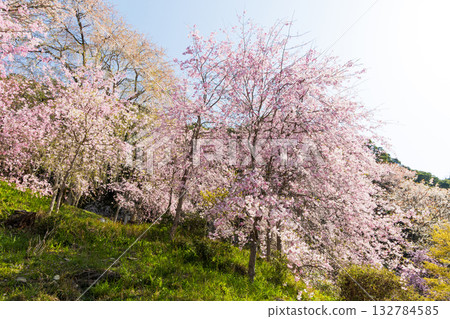 Spring in Nara: Japan's best cherry blossom viewing spot, Yoshinoyama Nakasen Senbon Nyoirinji Temple 132784585