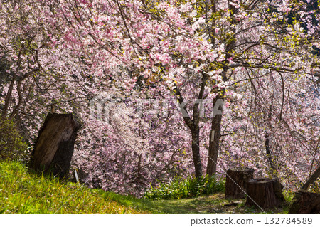 Spring in Nara: Japan's best cherry blossom viewing spot, Yoshinoyama Nakasen Senbon Nyoirinji Temple 132784589