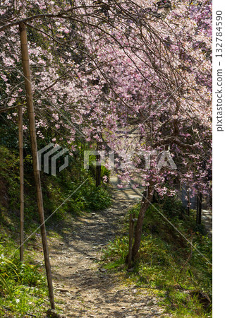 Spring in Nara: Japan's best cherry blossom viewing spot, Yoshinoyama Nakasen Senbon Nyoirinji Temple 132784590