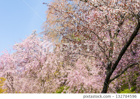 奈良之春：日本最佳賞櫻勝地－吉之山中千本如意寺 132784596