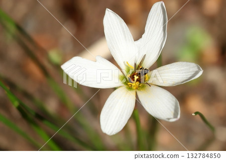 玉雨花和蜜蜂 玉雨花和蜜蜂 132784850