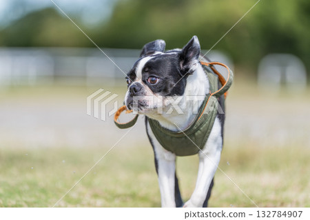 Boston Terrier Boston Terrier 132784907