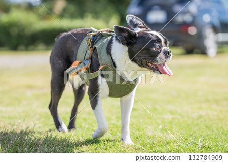 Boston Terrier Boston Terrier 132784909