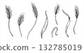 Meadow spikelet with seeds and leaves monochrome vector clip art painted by black inks. Wheat ears etching drawing set. Autumn field harvest elements for agricultural design, rustic decor, packaging 132785019