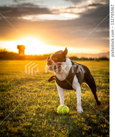 Boston Terrier Boston Terrier 132785067
