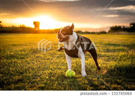 Boston Terrier 132785068