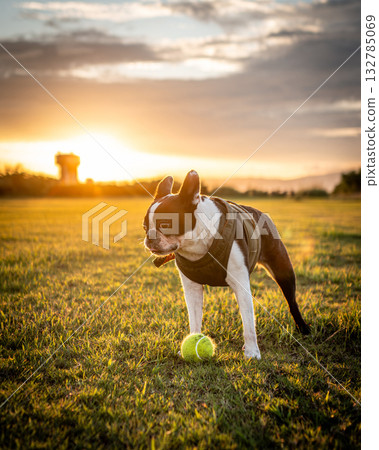 Boston Terrier 132785069