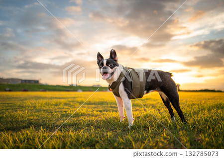 Boston Terrier Boston Terrier 132785073