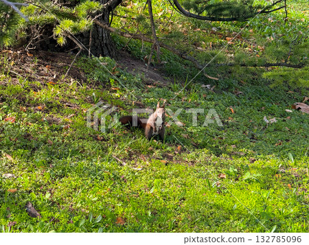 Squirrel sitting on green grass. Attention, awareness, and curiosity in the natural world. Squirrel sitting on green grass. Attention, awareness, and curiosity in the natural world. 132785096