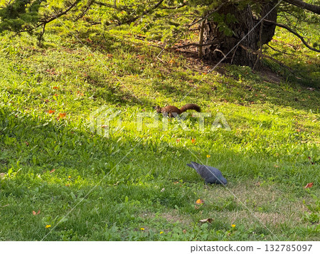 Squirrel and pigeon in the same frame. Coexistence, biodiversity, and shared habitats within the urban environment. 132785097