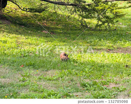 Curious squirrel searching in grass. Curiosity, movement, and exploration of the urban wildlife ecosystem. Curious squirrel searching in grass. Curiosity, movement, and exploration of the urban wildlife ecosystem. 132785098