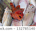 red gurnard red gurnard 132785140